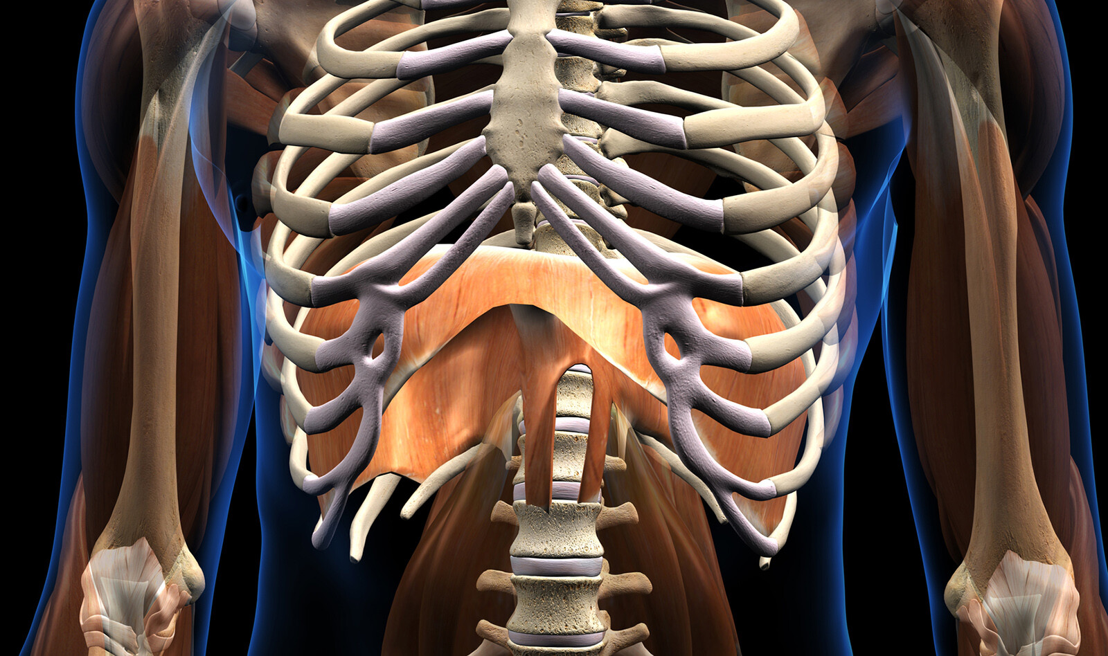 Image of Point of care system plural effusion Lung Ultrasonography chest ultrasound    Online PoCUS Training