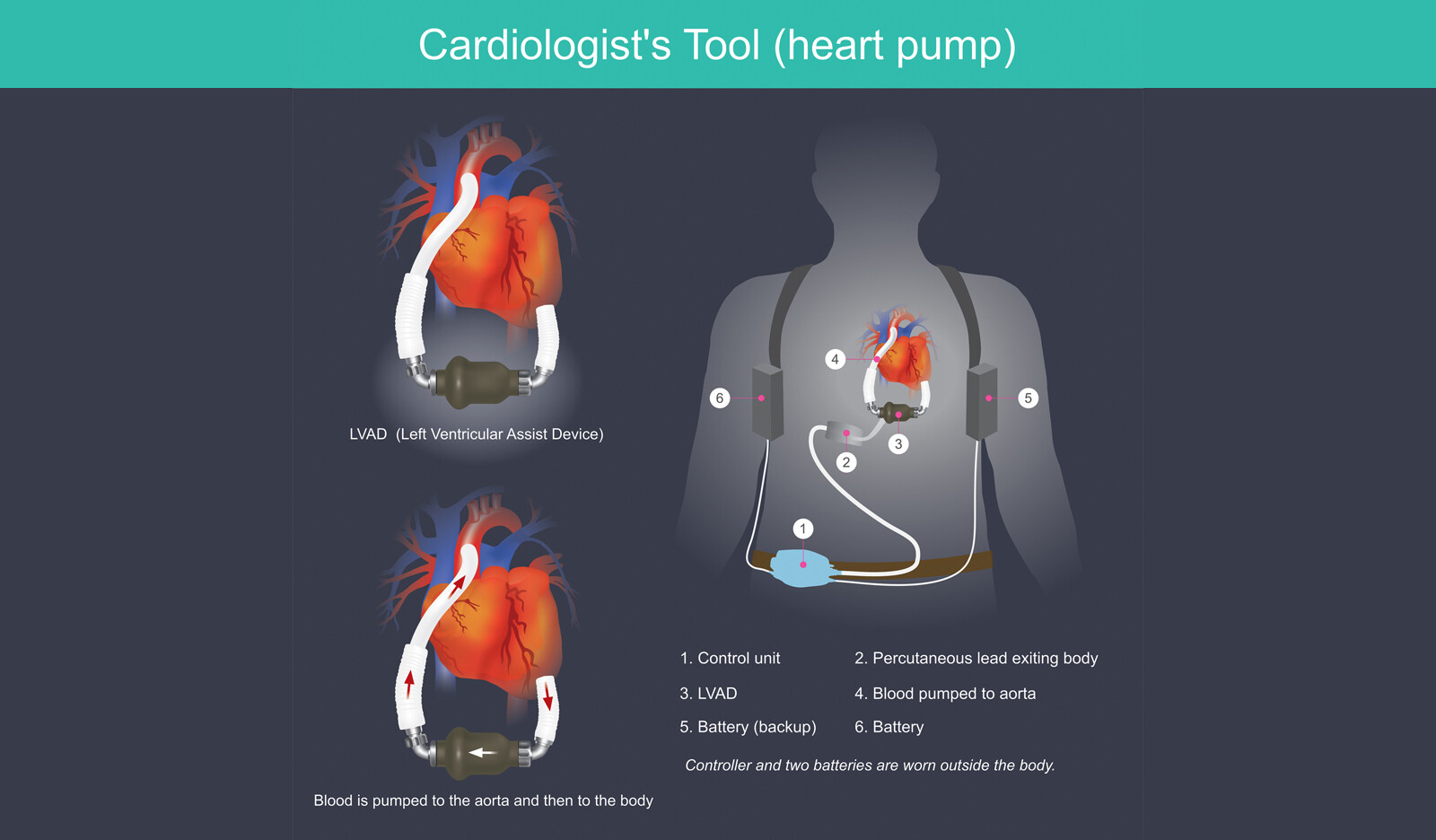 Image of two dimensional echo systolic function RV size RV function right ventricular measurements echocardiography echocardiography    Online PoCUS Training