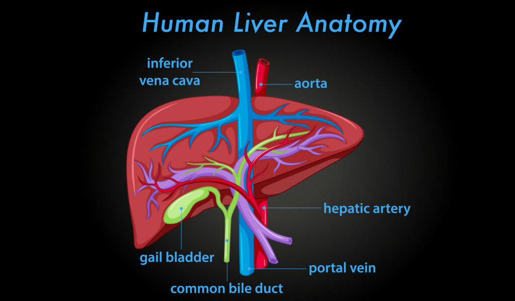 Image of    Online PoCUS Training